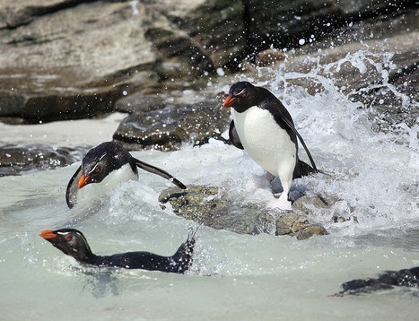 Photographed by Liam Quinn. Licensed for reuse under the Creative Commons License at bottom of page. Rockhopper pengins diving into water. 