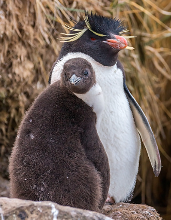 Accessed from flickr. Photographed by David Cook. Licensed for reuse under Creative Commons License at bottom of page. Adult penguin guarding its chick. 