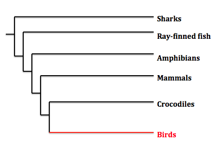 Phylogeny showing where birds are located within the vertebrates. 