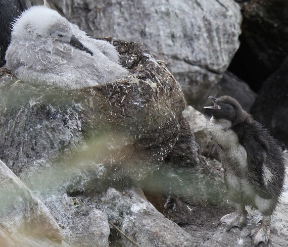 Photographed by Liam Quinn. Licensed for reuse under the Creative Commons License at bottom of page. Rockhopper penguin chick braying at Black-browed albatross chick. 