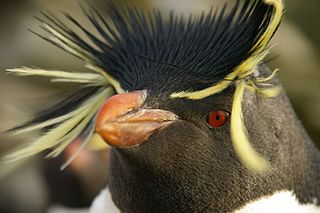 Photographed by Ben Tubby. Licensed for reuse under the Creative Commons License at the bottom of this page. Rockhopper penguin up close.  