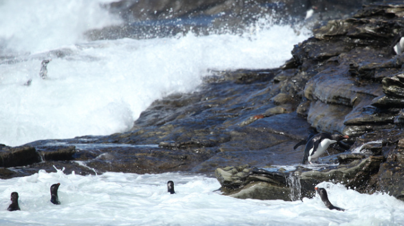Photographed by Liam Quinn. Licensed for reuse under the Creative Commons License at bottom of page. Rockhopper penguins on rocky shoreline. 