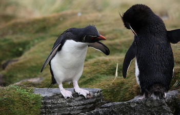 Photographed by Liam Quinn. Licensed for reuse under the Creative Commons license at bottom of page. Two rockhopper penguins. 