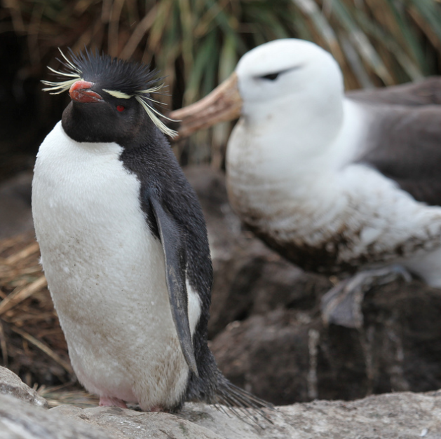 Photographed by Liam Quinn. Licensed for reuse under the Creative Commons License at bottom of page. Rockhopper penguin and an albatross. 