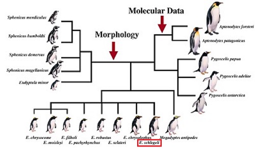Phylogeny of Penguin Species