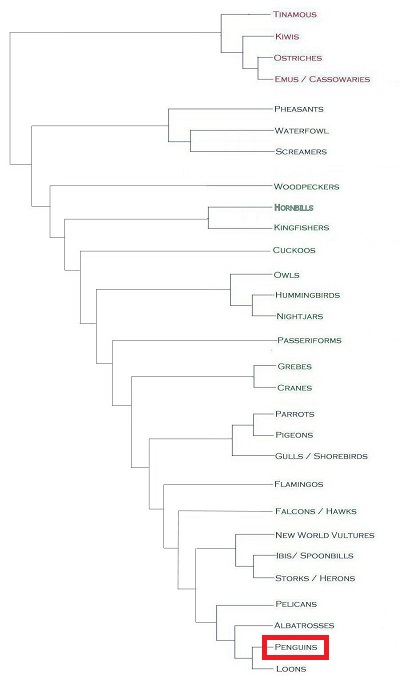 Phylogeny of Aves