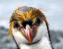 Close up Picture of a Royal Penguin's Face