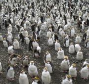 Picture of a Royal Penguin Colony
