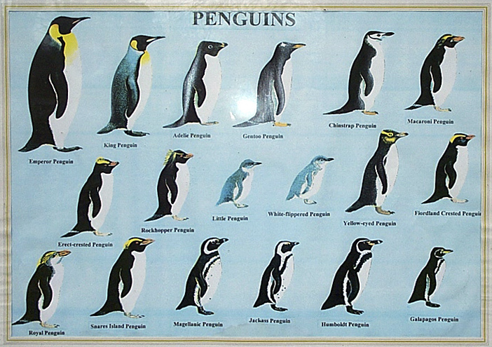 penguin species chart