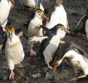 Picture of a Royal Penguin Group