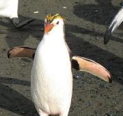 Picture of a Royal Penguin