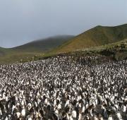 Picture of a Royal Penguin Colony