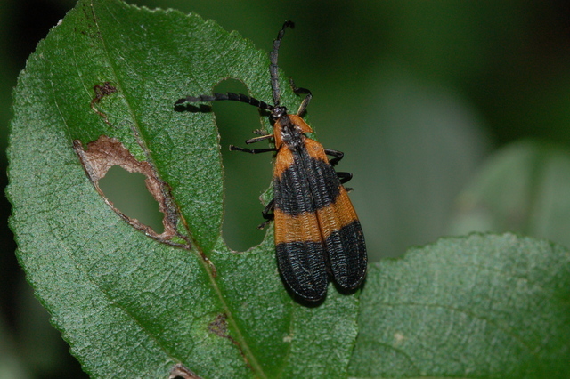 Banded Net-Winged Beetle