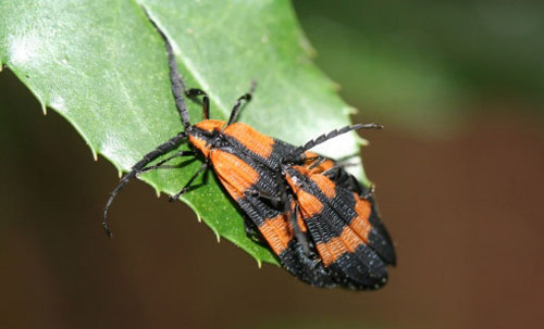 Banded Net-Winged Beetles