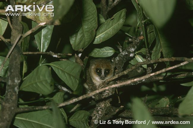 Mouse Lemur