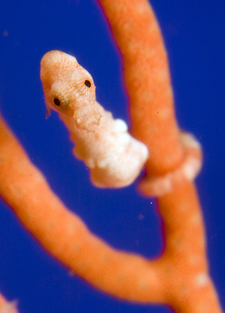 Hippocampus denise, another pygmy seahorse, photo used with permission by Paddy Ryan