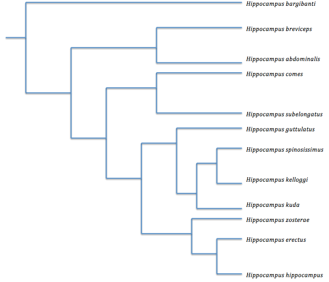 Phylogenetic breakdown of the genus, created by website author