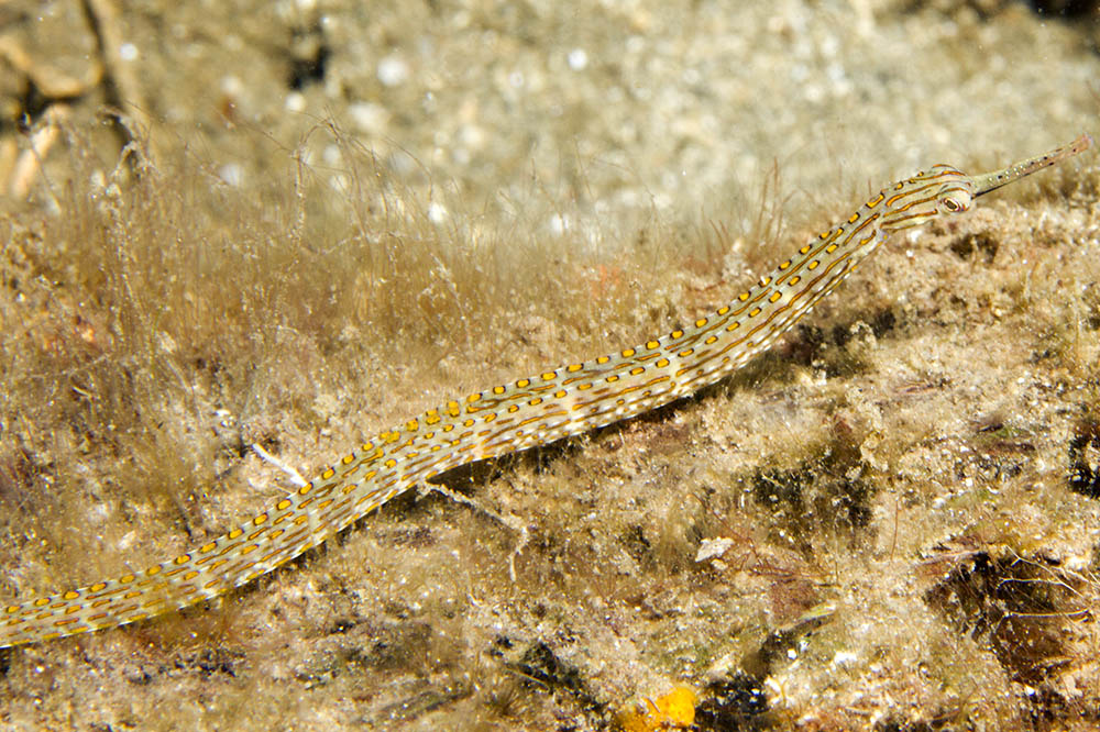 Pipefish, a close relative, photo used with permission by Paddy Ryan