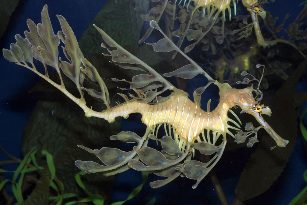 Seadragon, a close relative,pPhoto used with permission by Paddy Ryan