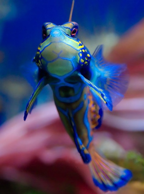 Details of Mandarinfish coloration. Photo Credit: Luc Viatour