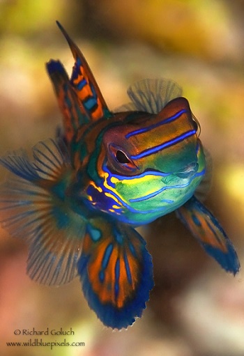 Vibrant coloration of the Mandarnfish. Photo Credit: Richard Goluch