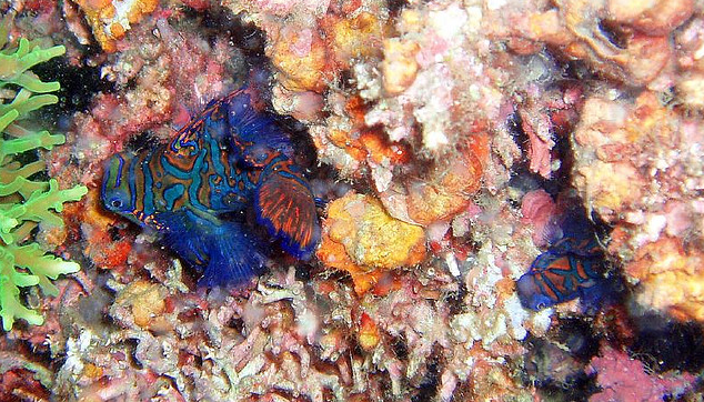 Mandarinfish hiding in coral. Source: Pilar 2006