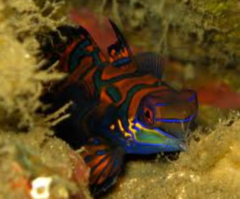 Mandarinfish uses its fins to walk over coral. Source: Childs 2008