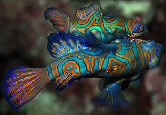 Mandarin fish mating. Source: Stiefel 2010