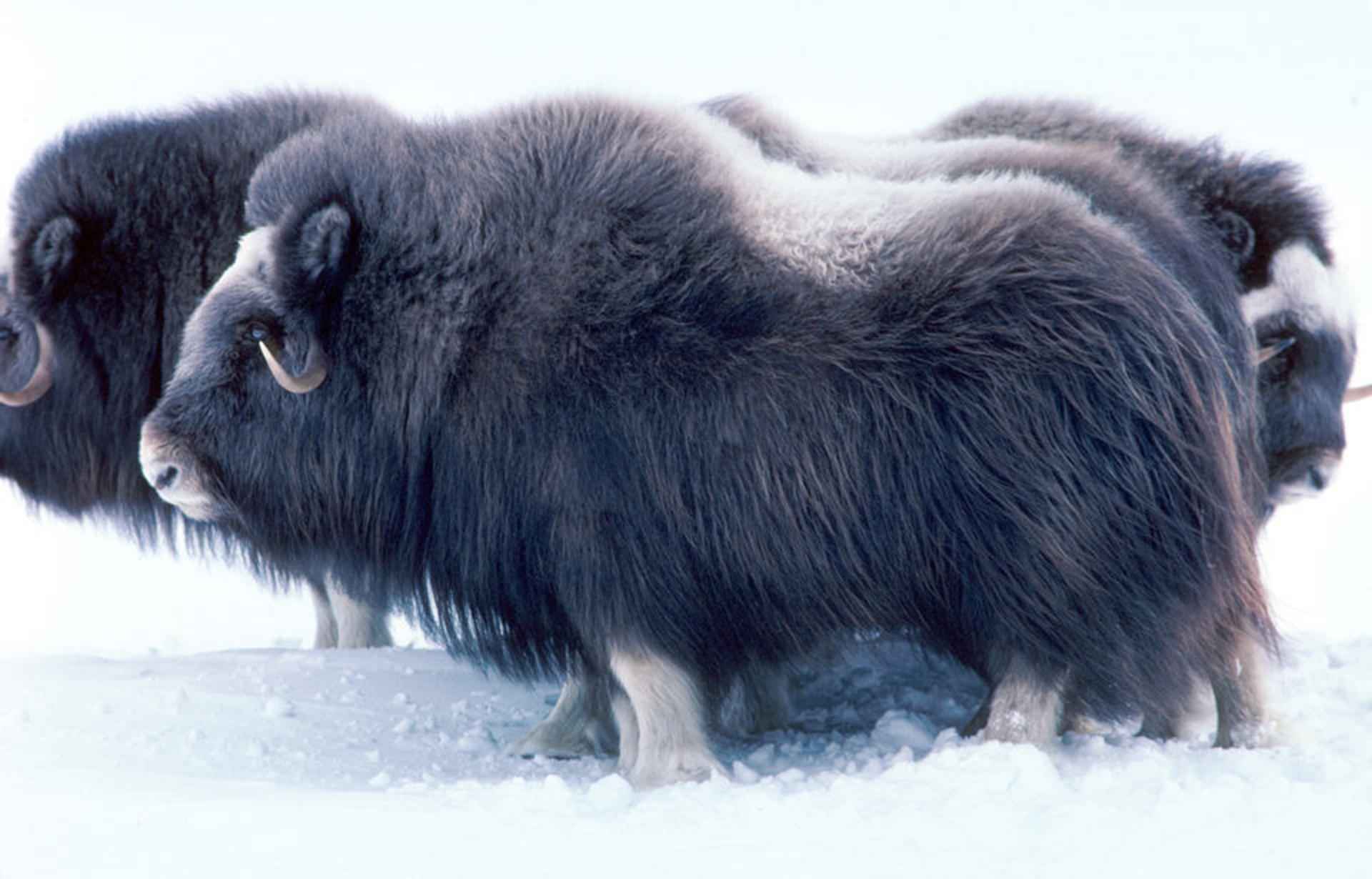 Musk Ox showing the unique skirt