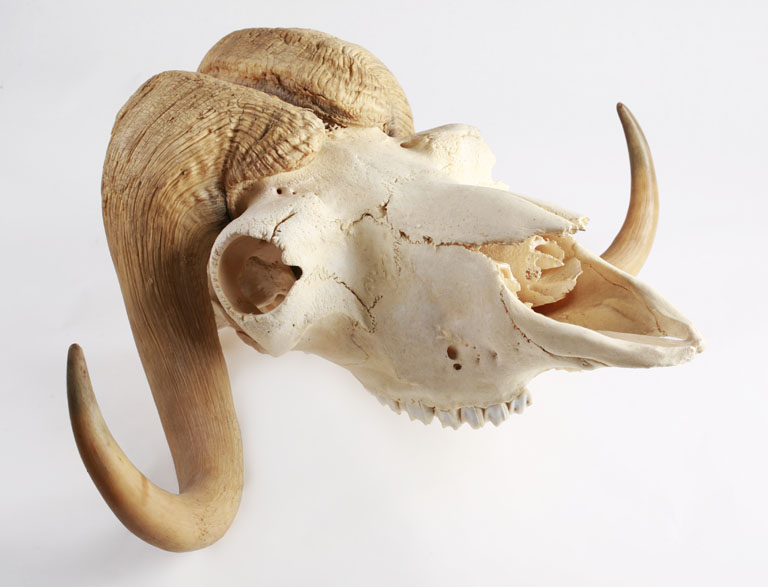 Skull of an Adult Musk Oxen