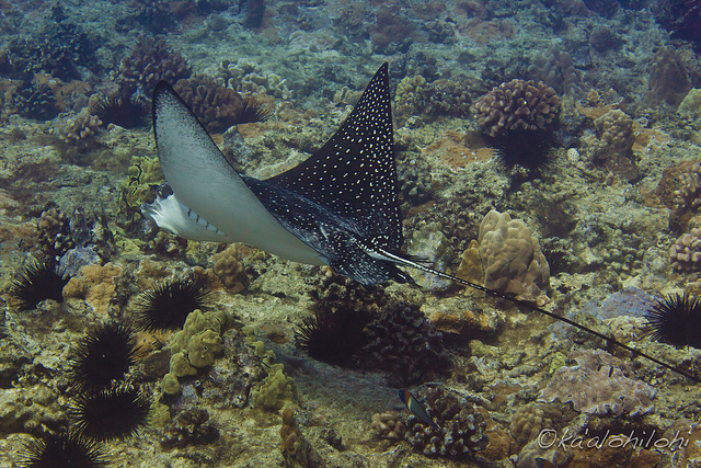  Photo of A. narinari swimming along the reef. Courtesy of Sheraca. 