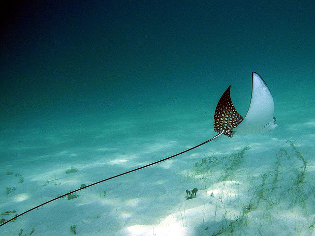 Photo of a juvenile spotted eagle ray. Courtesy of Rogier Brans.