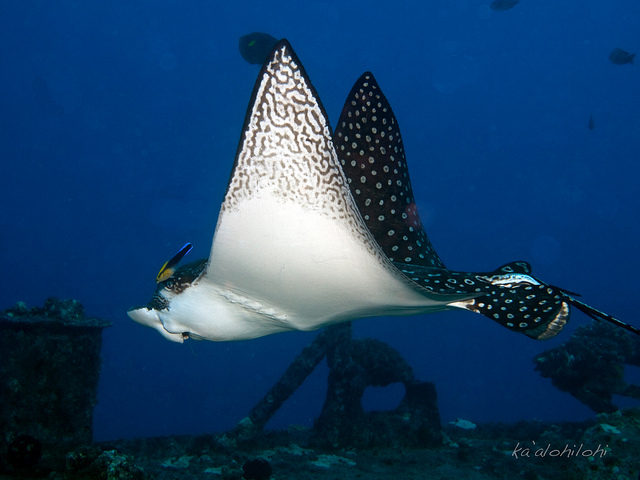 Photo of a cleaner wrasse and a spotted eagle ray. Cleaner wrasse can help control parasite infestations. Courtesy of Sheraca.
