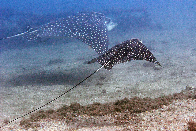 An adult and juvenile spotted eagle ray swimming near each other. Photo courtesy of Kevin Bryant.