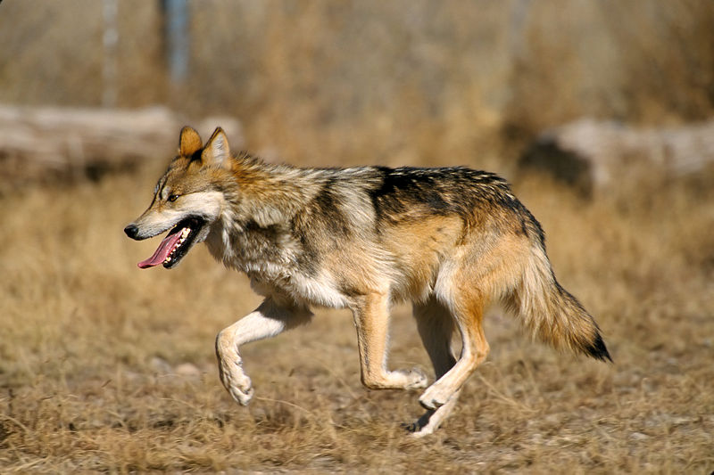 Mexican wolves are multicellular heterotrophs in the Kingdom Animalia. Photo credit: Wikimedia Commons.