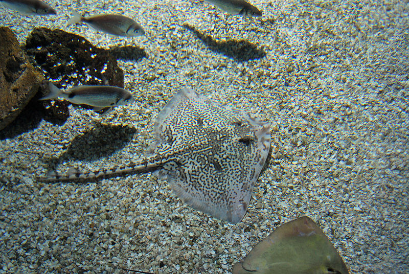 Stingrays are included in the Order Myliobatiformes. Photo credit: Wikimedia Commons.