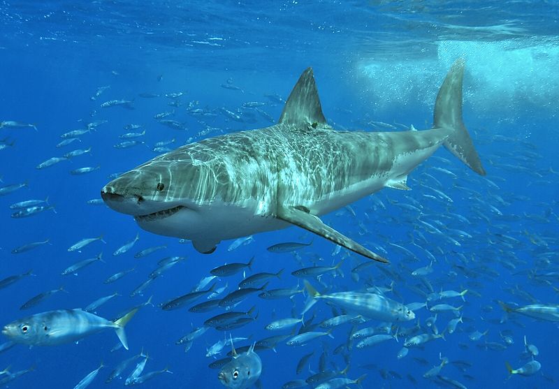 White sharks belong in the Class Chondrichthyes. Photo credit: Wikimedia Commons.