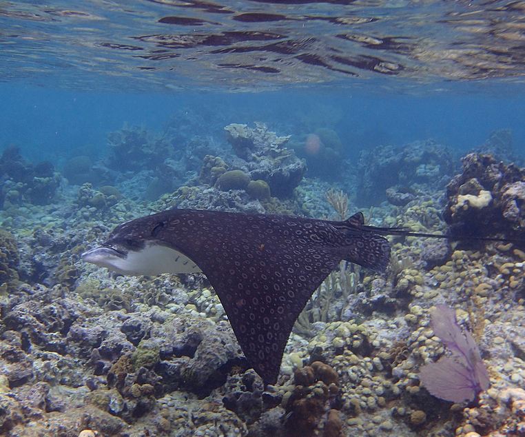  A spotted eagle ray in a coral reef habitat. Courtesy of Delphinusorca. 