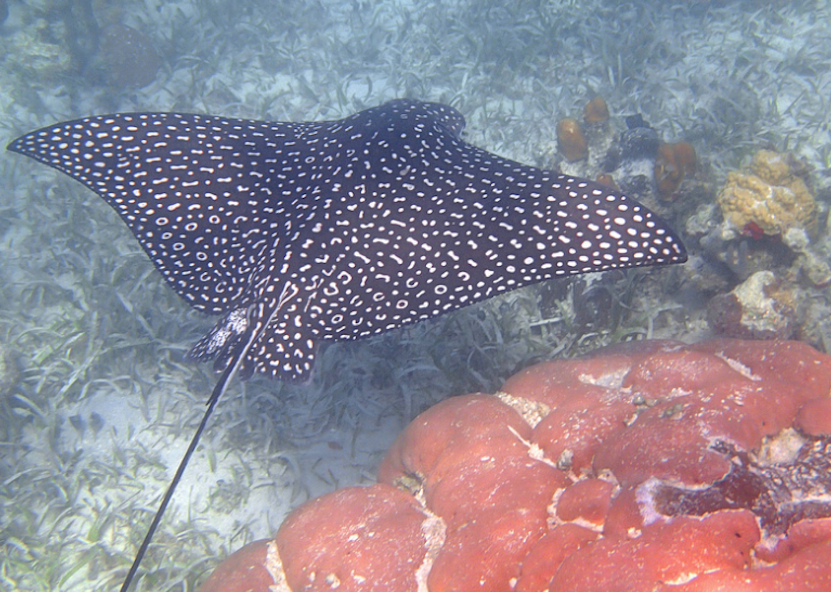Spotted eagle rays have white spots and rings on the dorsal side of their body. Photo courtesy of Delphinusorca. 