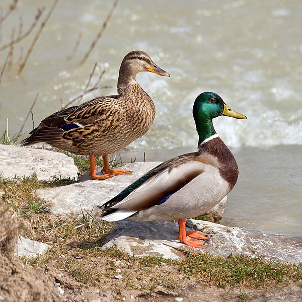 Mallard ducks are members of the Phylum Chordata. Photo credit: Wikimedia Commons.
