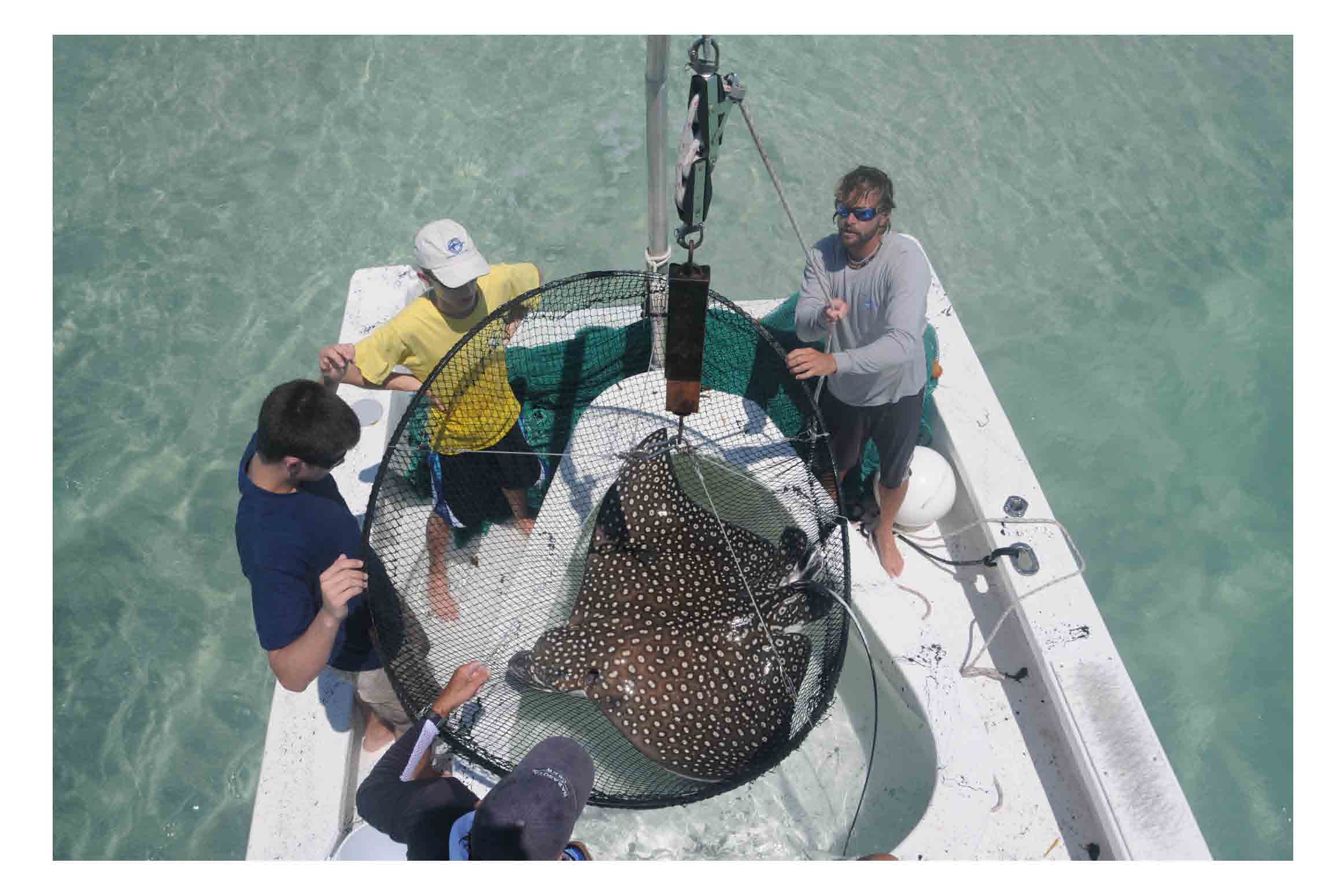  Researchers capturing and tagging spotted eagle ray. Photo courtesy of Mote Marine Laboratory