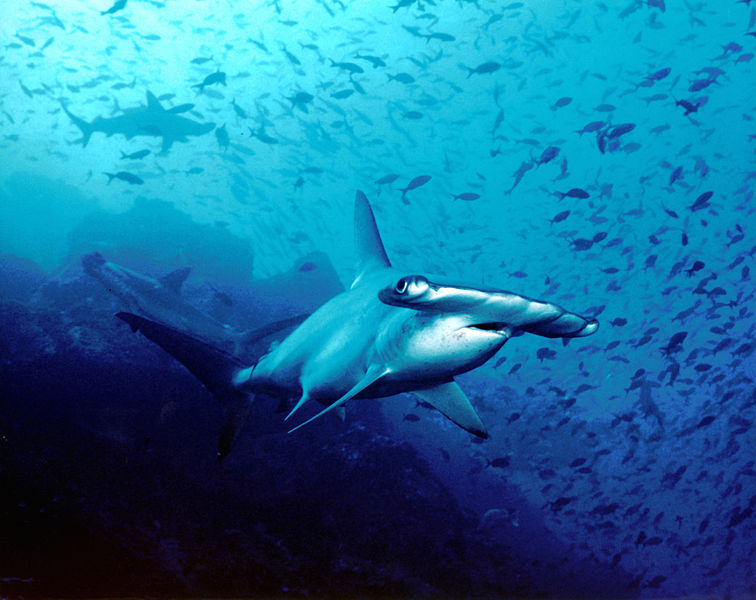 Hammerhead sharks are known predators of spotted eagle rays and sometimes use a pin and pivot maneuver to consume them. Photo courtesy of Wikimedia Commons.