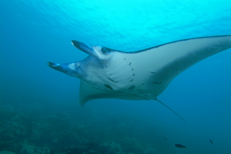 Manta rays are classified in the Family Myliobatidae. Photo credit: Wikimedia Commons.
