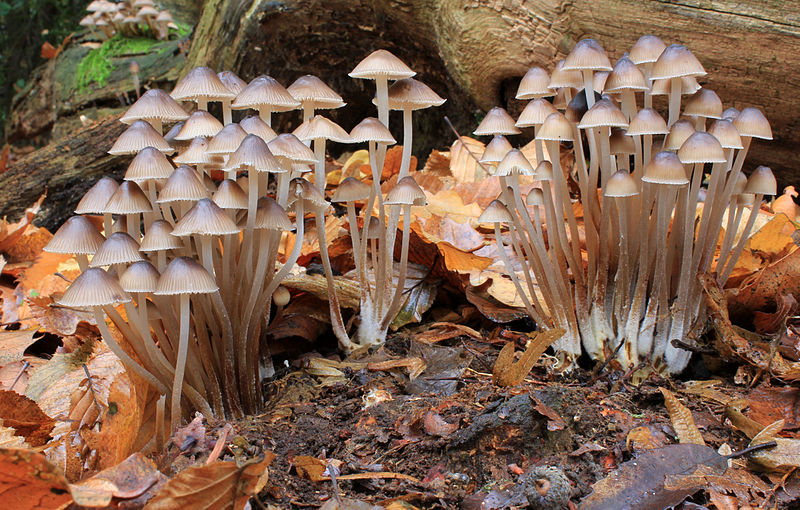 Clustered bonnet mushrooms are eukaryotic organisms. Photo credit: Wikimedia Commons.