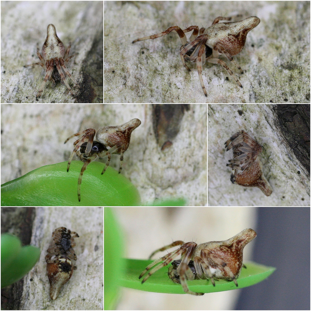 This is a collage of the Cyclosa conica spider