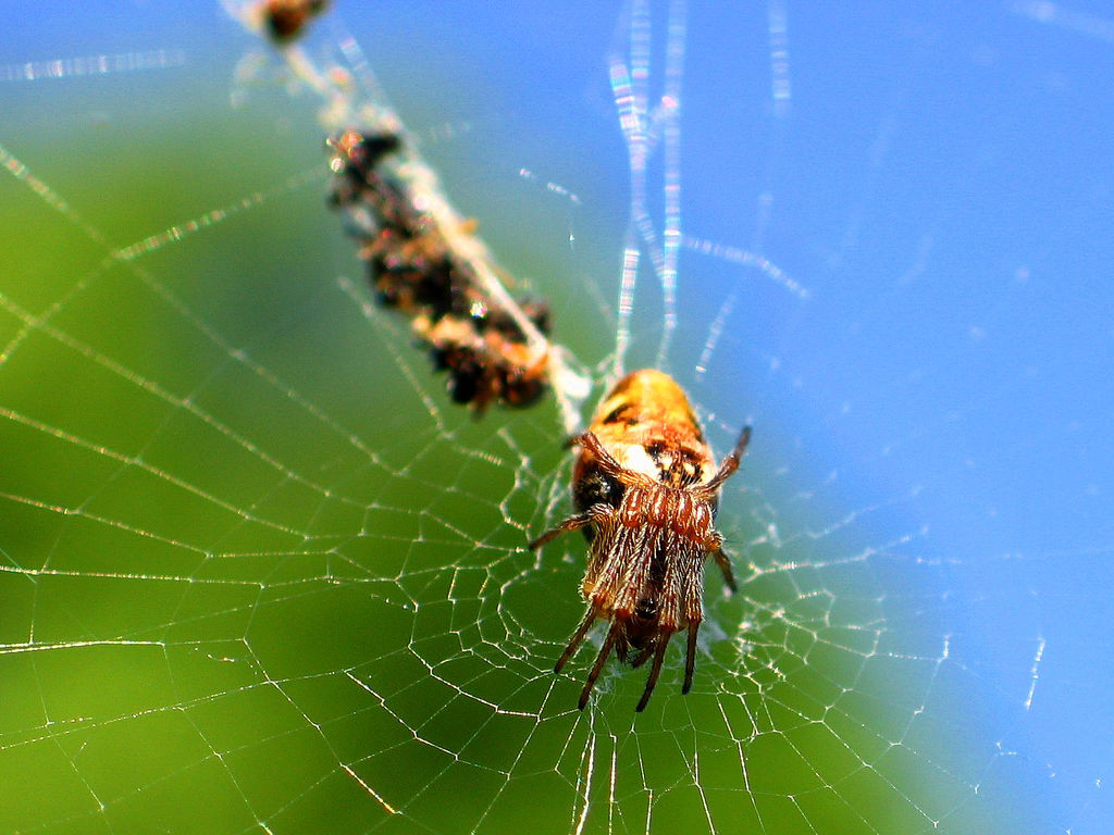 This is an image of a Cyclosa conica on its web.