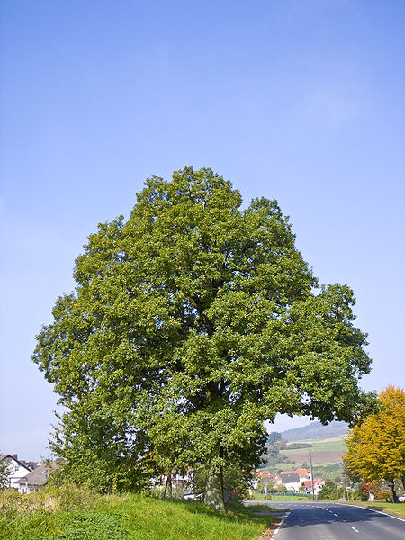 An example of a Quercus petraea tree where Cyclosa build webs