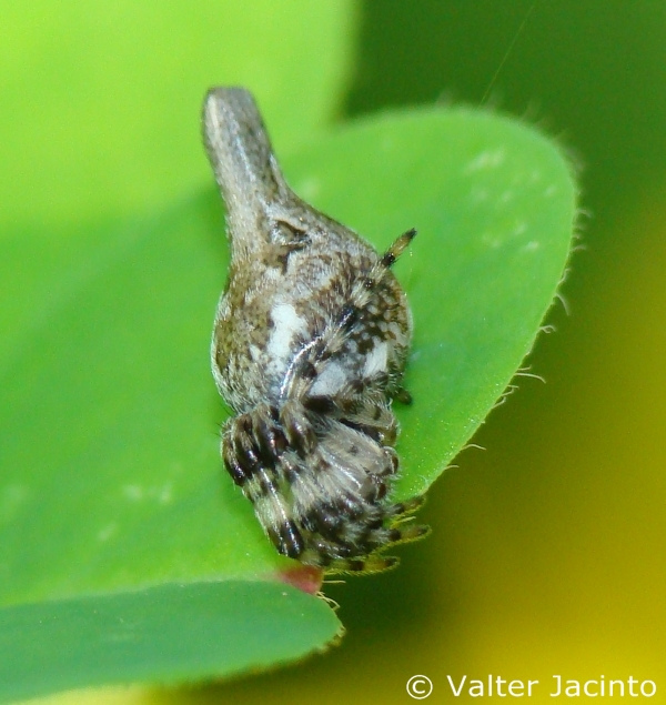This is an image of the Cyclosa conica on a leaf.