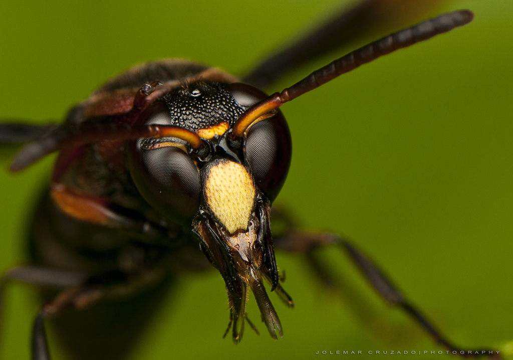 Vespa affinis wasp that is a predator of the Cyclosa