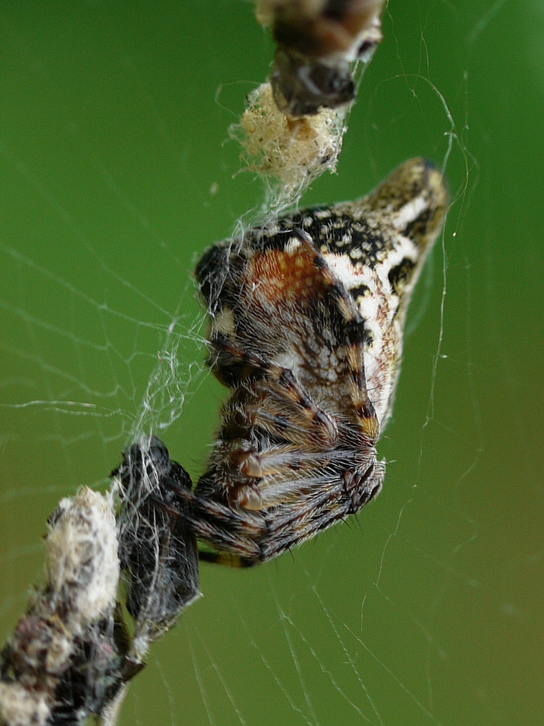 Cyclosa conica located on its web